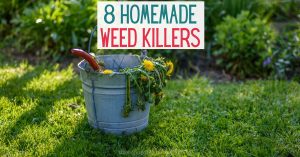 Making homemade weed killer spray is a great way to save money and reduce the chemicals in your home and garden.