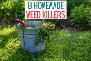 8 Homemade Weed Killers That Really Work!