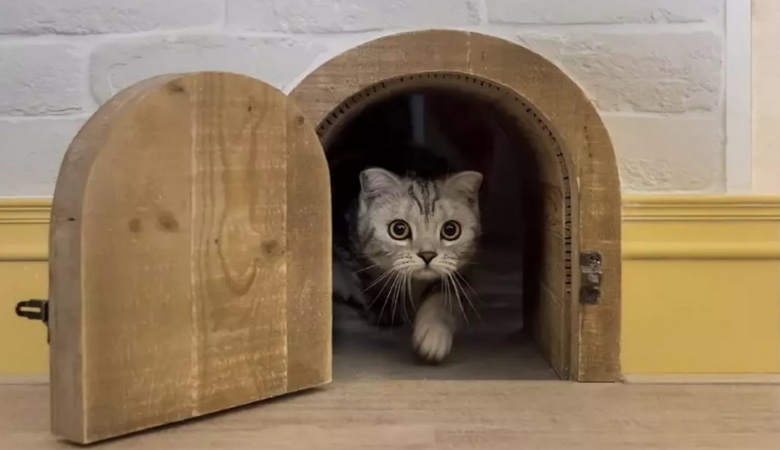 Cat in a Small Apartment