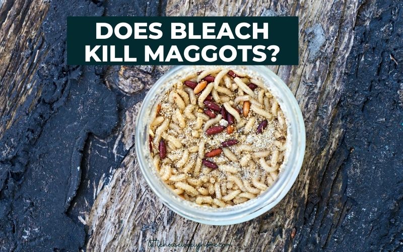 does-bleach-kill-maggots-yes-here-s-how-little-house-lovely-home