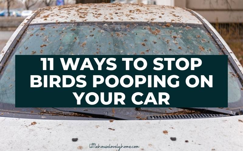car soiled with lots of bird poop and text overlay that states 11 WAYS TO STOP BIRDS POOPING ON YOUR CAR