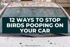 12 Ways to Stop Birds from Pooping On Your Car