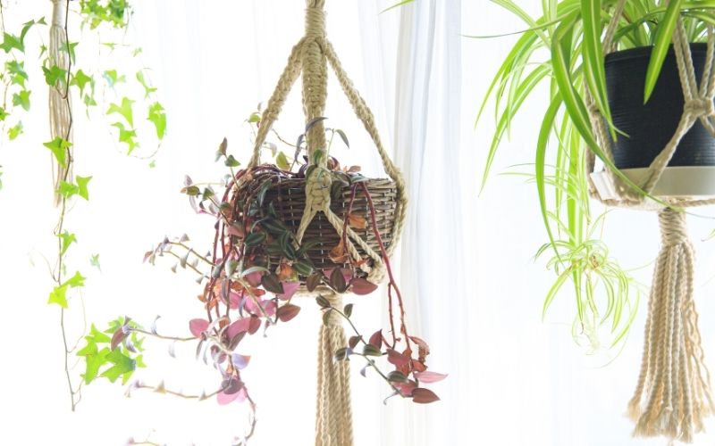 Photo of three hanging plants near window with white curtain