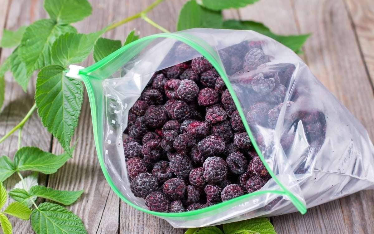 Picture of a Ziploc plastic bag filed with berries beside a vine