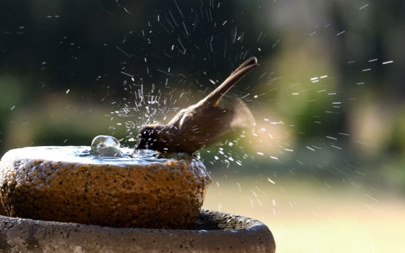 Photo of abirdbath filled with water with a bird on it