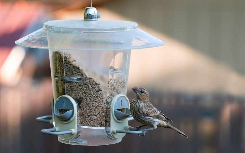 Picture of a hanging bird feeder with bird feeds and a bird on it