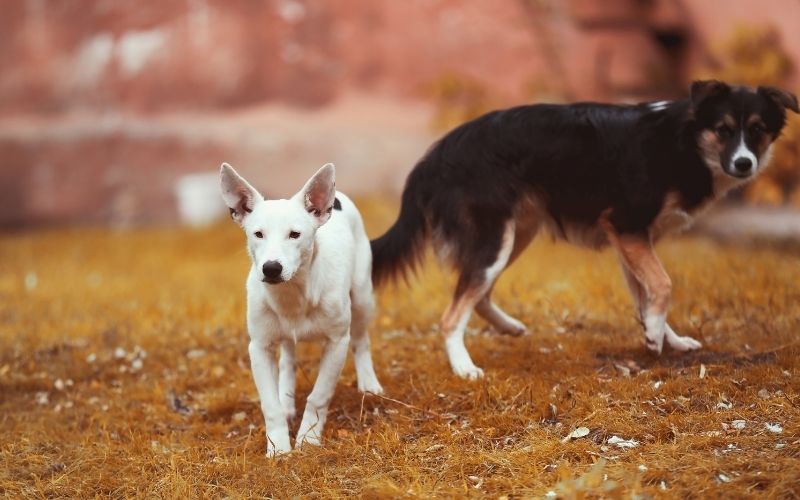 Image of two dogs walking on the ground