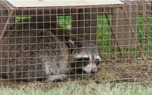 10 Ways to Keep Raccoons From Pooping on Your Deck