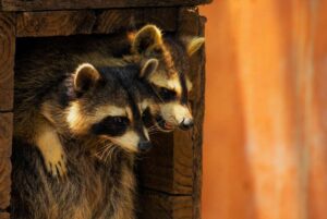 10 Ways to Keep Raccoons From Pooping on Your Deck