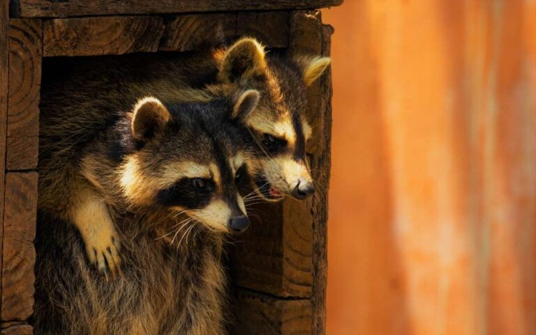 how to keep raccoons from climbing deck posts