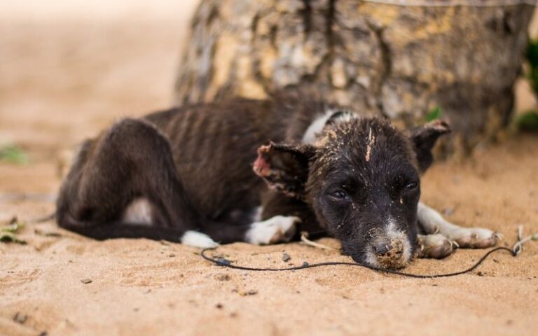 when-to-call-animal-control-on-a-neighbor-little-house-lovely-home