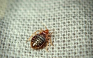 Image of a bed bug on a cloth