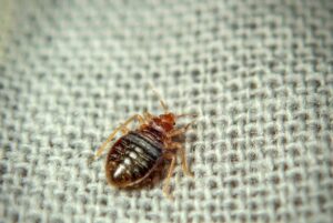 How Long Can Bed Bugs Live in an Empty House?