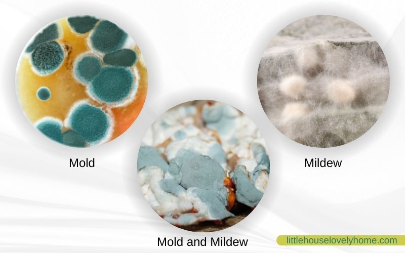 Photo showing 3 cicles with images of mold and mildew in it