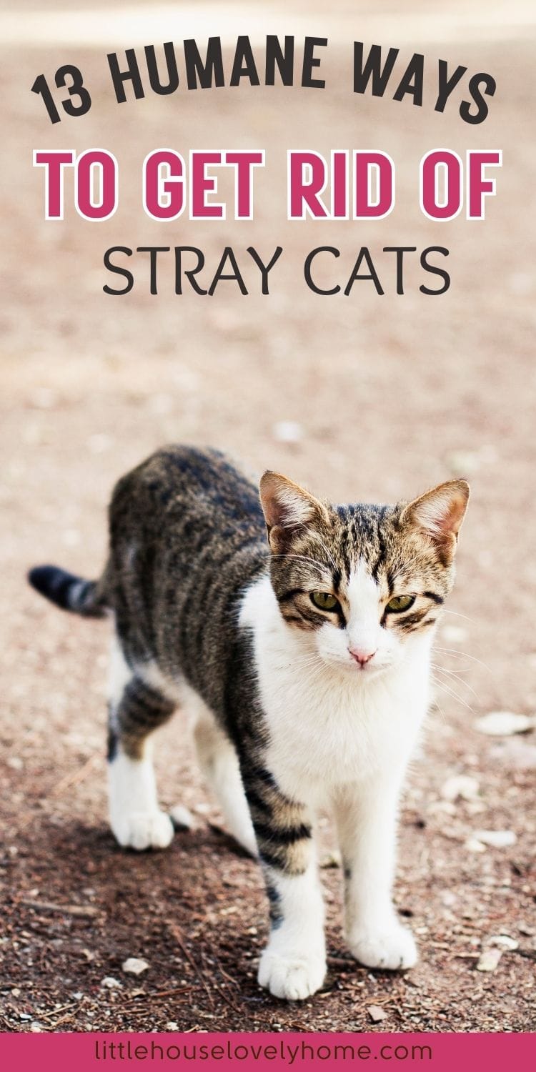 A grey and white stray cat_Humane Ways to Get Rid of Stray Cats