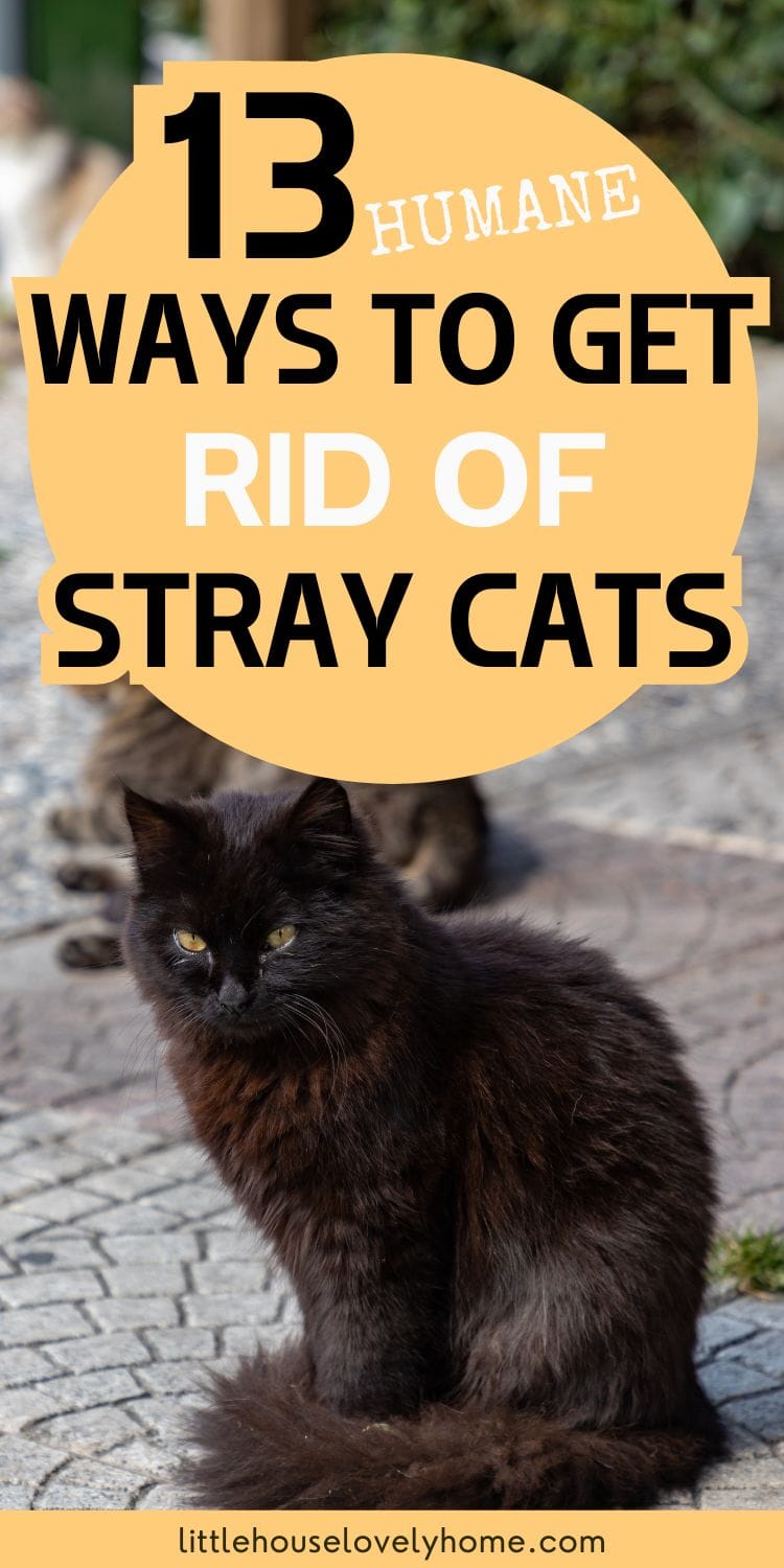 A black stray ca sitting on the groundt_Humane Ways to Get Rid of Stray Cats
