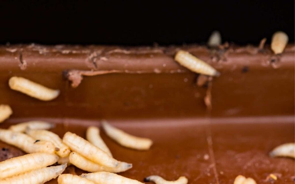 Can Maggots Eat Through Plastic Bags? Little House Lovely Home