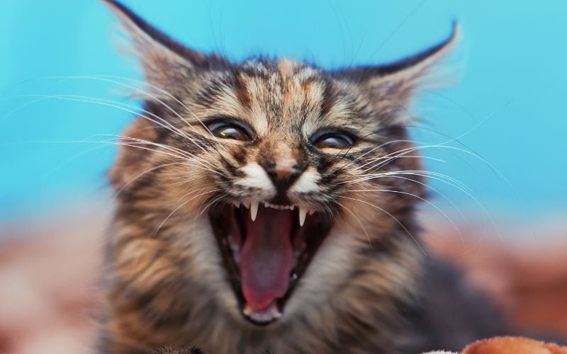 A close up photo of a possibly stray cat that looks aggressive that people may want to get rid of.