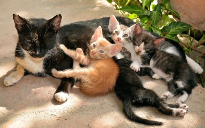 A stray cat with its kittens lying of the ground