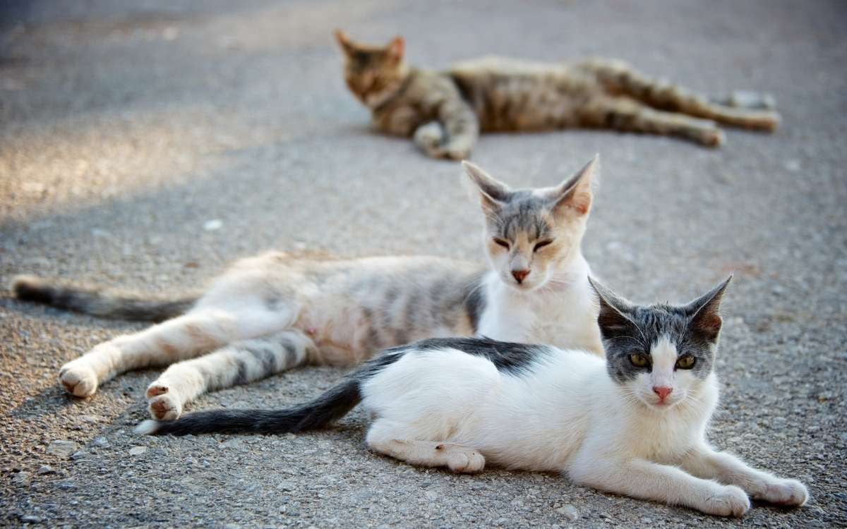 3 stray cats lying on the ground that most people would like to get rid of if they are in their yard.