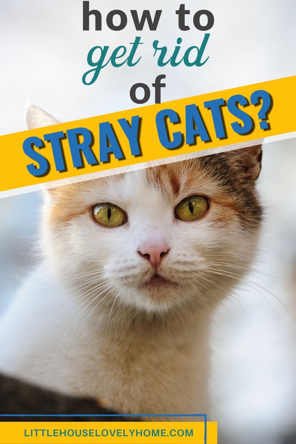 Photo showing a cat with a text overlay that reads How to Get Rid of Stray Cats